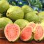 Guava season’ — dare to rejoice